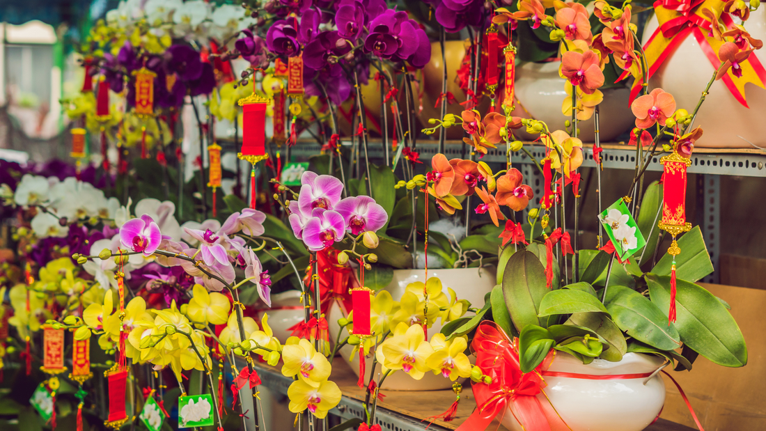 Embracing Prosperity: Lucky Plants and Flowers to Celebrate Chinese New Year